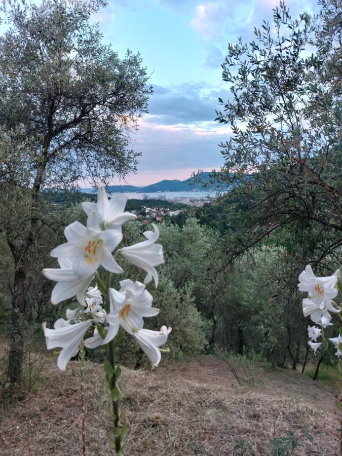 Agriturismo Oliva Azzurra Villa Valeriano Lunense Esterno foto