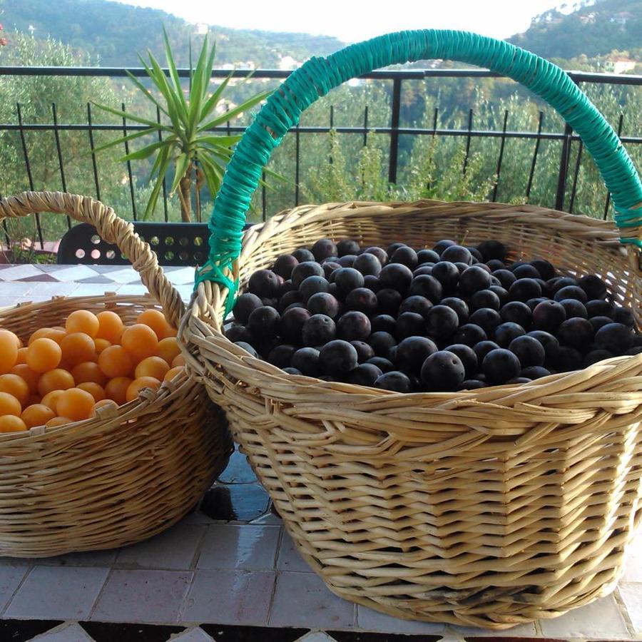 Agriturismo Oliva Azzurra Villa Valeriano Lunense Esterno foto